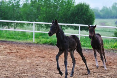 Baby horse clipart