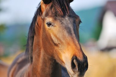 Horse nature clipart