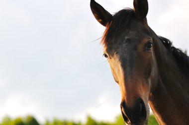 Horse nature clipart