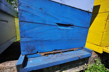 Arı çayır'de evde