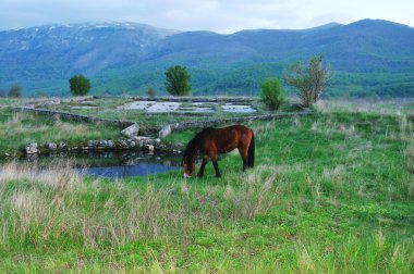 at doğa