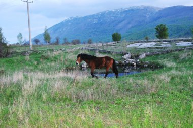 at doğa