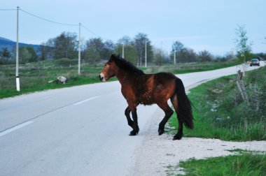 at doğa