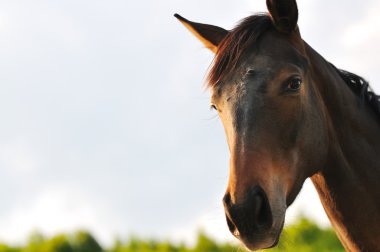 Horse nature clipart