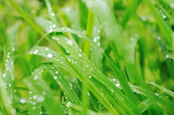 Gras és virágok háttérben raint — Stock Fotó