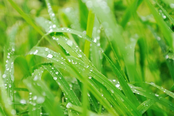 Gras och blommor bakgrund på raint — Stockfoto