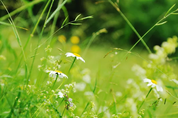Gras und Blumen Hintergrund bei Regen — Stockfoto
