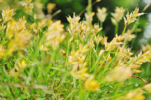 Gras en bloemen achtergrond op raint — Stockfoto