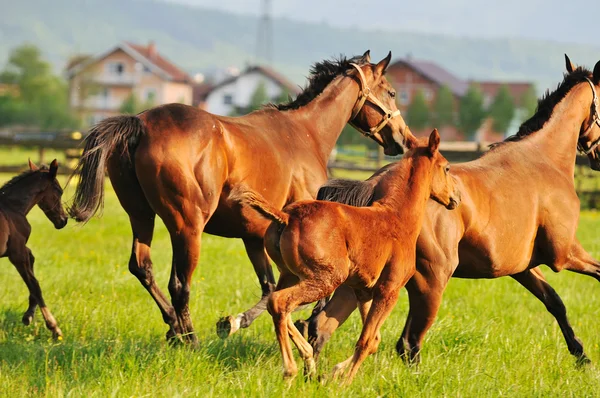 Naturaleza del caballo — Foto de Stock
