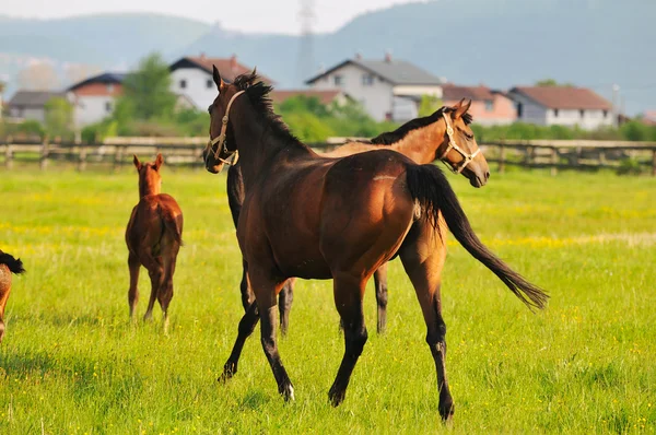 Häst natur — Stockfoto