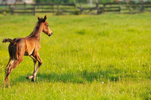Naturaleza del caballo — Foto de Stock
