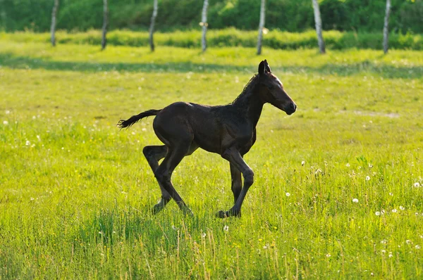 Stock image Baby horse