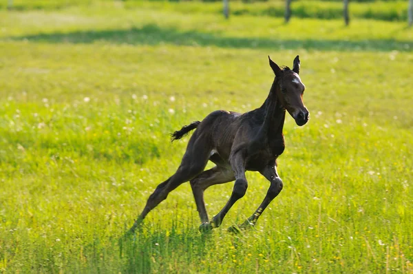 Pferdebaby — Stockfoto