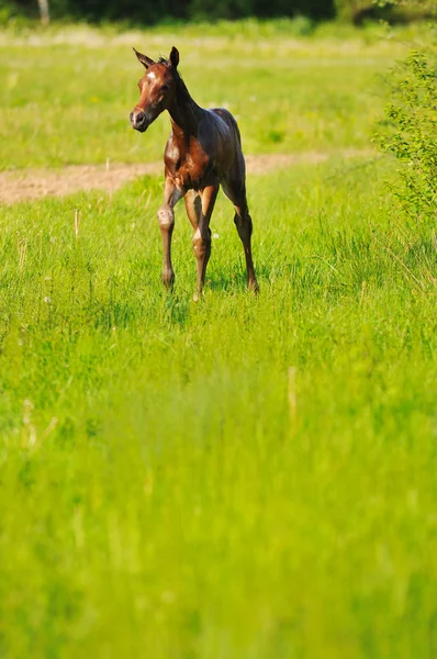 Cavallino — Foto Stock