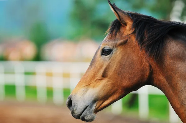 Pferdenatur — Stockfoto