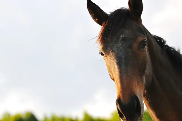 Koně příroda — Stock fotografie