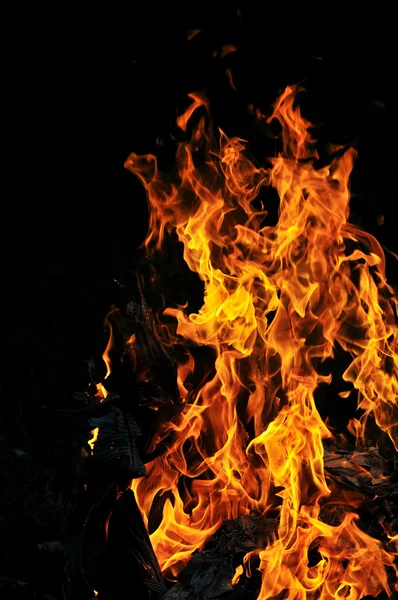 Дикий вогонь — стокове фото