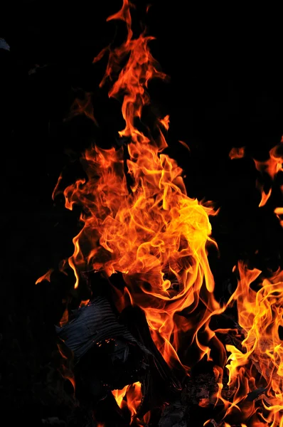 Дикий вогонь — стокове фото