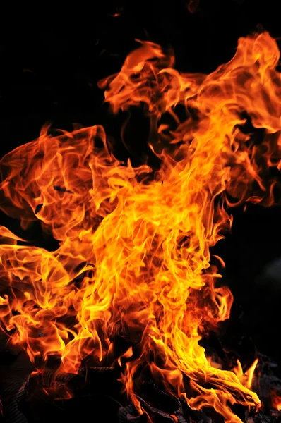 Wild fire — Stock Photo, Image