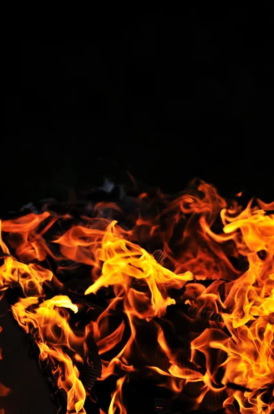 野生の火 — ストック写真