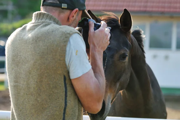 Fotograf a koně — Stock fotografie