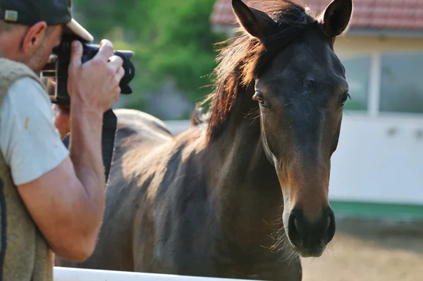 Фотограф і кінь — стокове фото