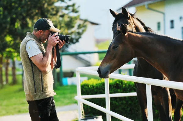 Фотограф і кінь — стокове фото