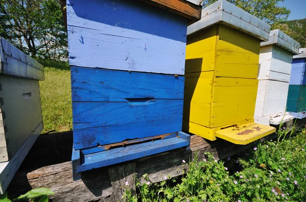 Bee thuis weide — Stockfoto