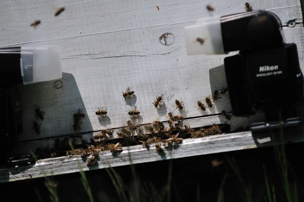 Бджола вдома на лузі — стокове фото