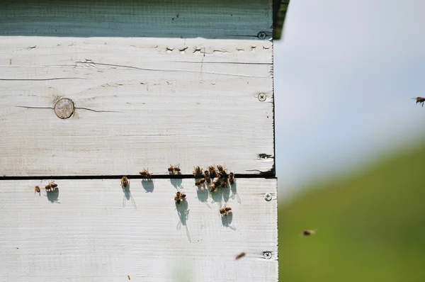 Bee home at meadow — Stock Photo, Image