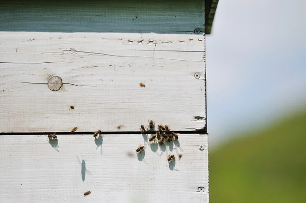 Пчела дома на лугу — стоковое фото