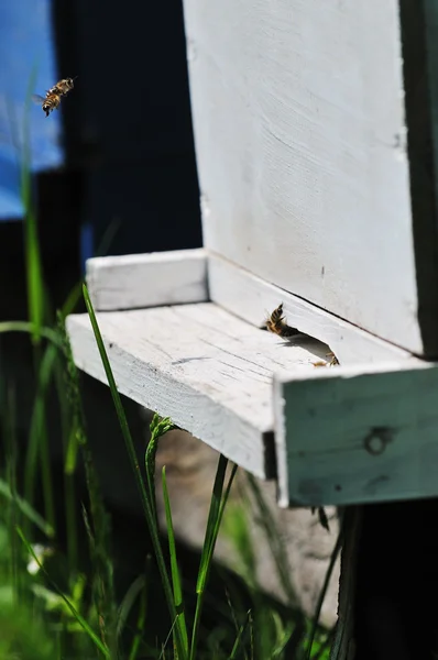 蜂の牧草地でホーム — ストック写真