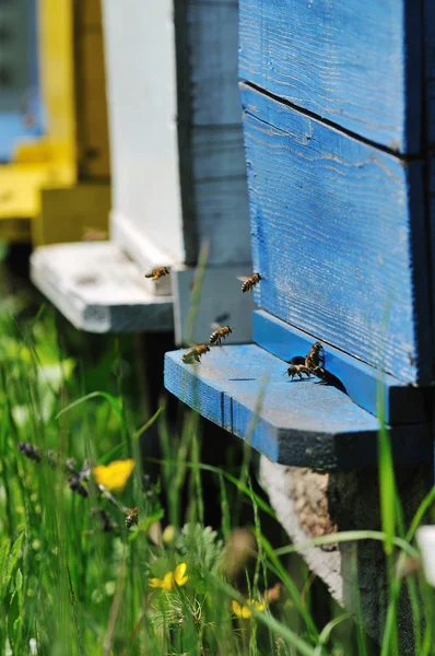 stock image Bee home at meadow