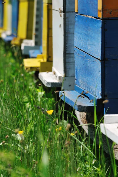 Pszczoła Dom na łące — Zdjęcie stockowe