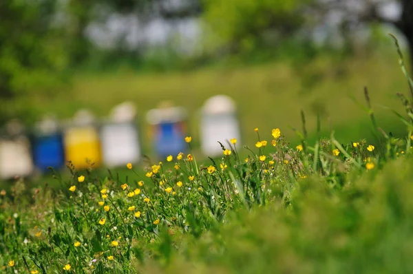Bee home at meadow — Stock Photo, Image
