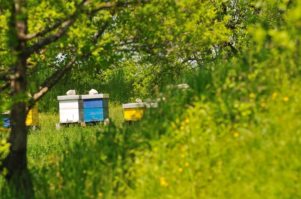Pszczoła Dom na łące — Zdjęcie stockowe
