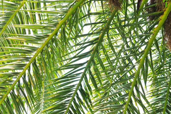 棕榈树枝背景 — 图库照片