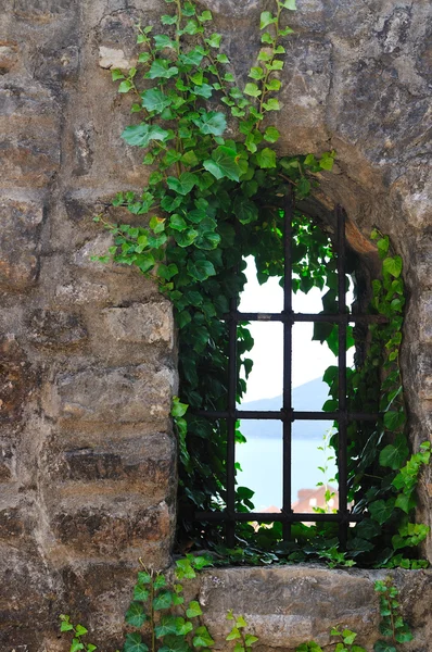 Okno roślina stary — Zdjęcie stockowe