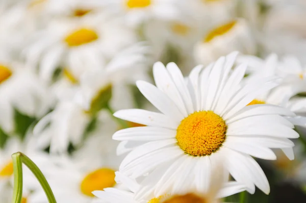 Daisy flower backgorund närbild — Stockfoto
