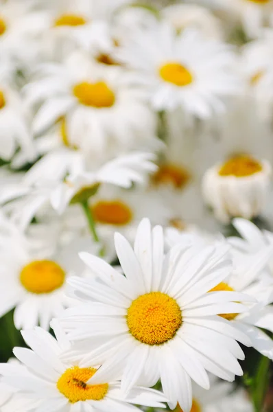 Daisy flower backgorund closeup — Stock Photo, Image