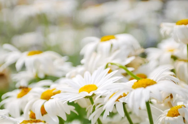 Daisy flower backgorund closeup — Stock Photo, Image