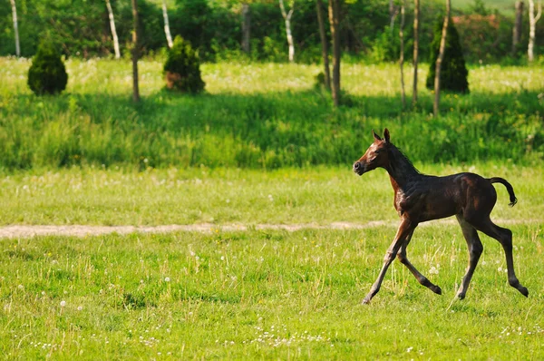 stock image Baby horse