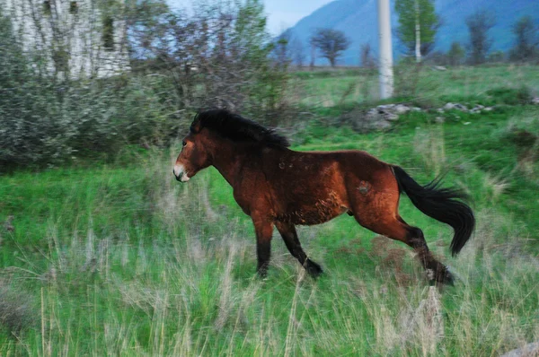 Horse nature — Stock Photo, Image