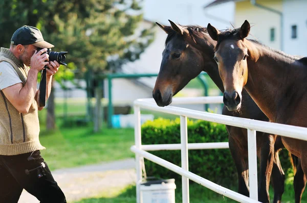Photographer and horse — Stock Photo, Image