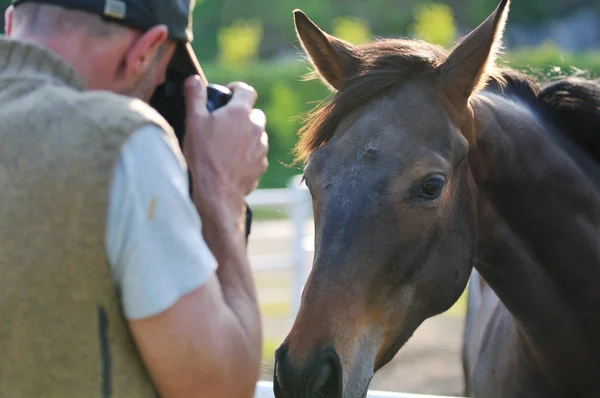 Fotógrafo y caballo —  Fotos de Stock