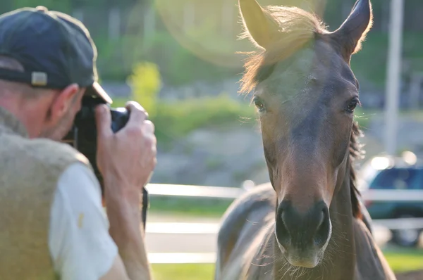 Fotógrafo y caballo —  Fotos de Stock
