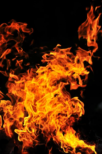 野生の火 — ストック写真