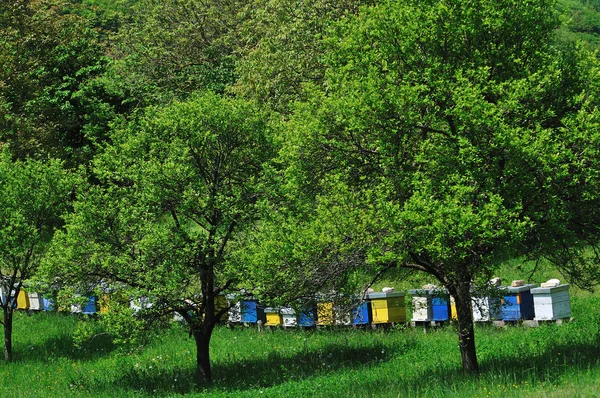꿀벌 풀밭에서 홈 — 스톡 사진