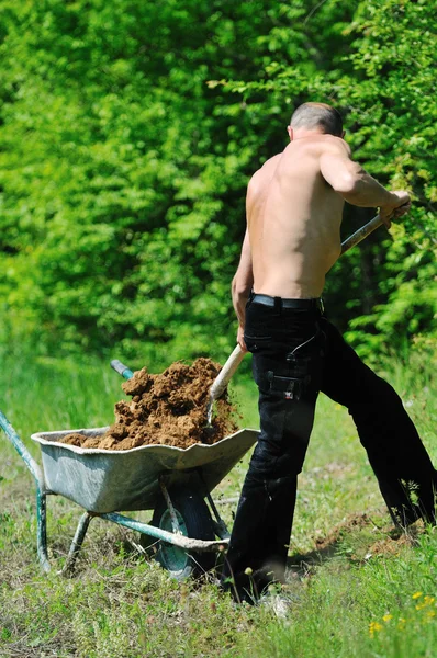 Man garden work Stock Picture