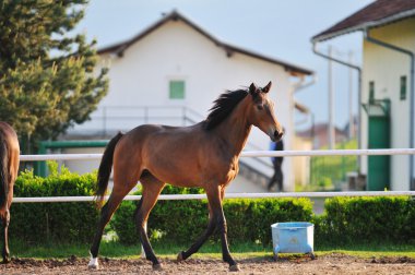 at doğa